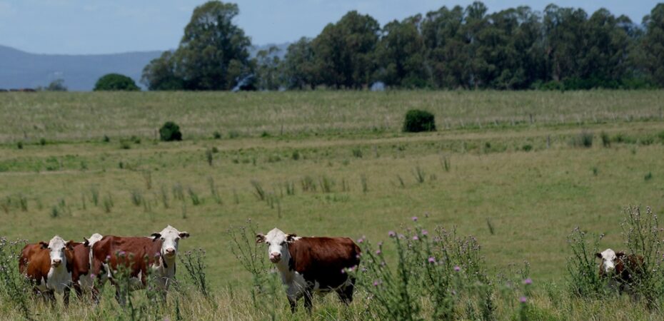 Especial: Crisis de los fondos ganaderos